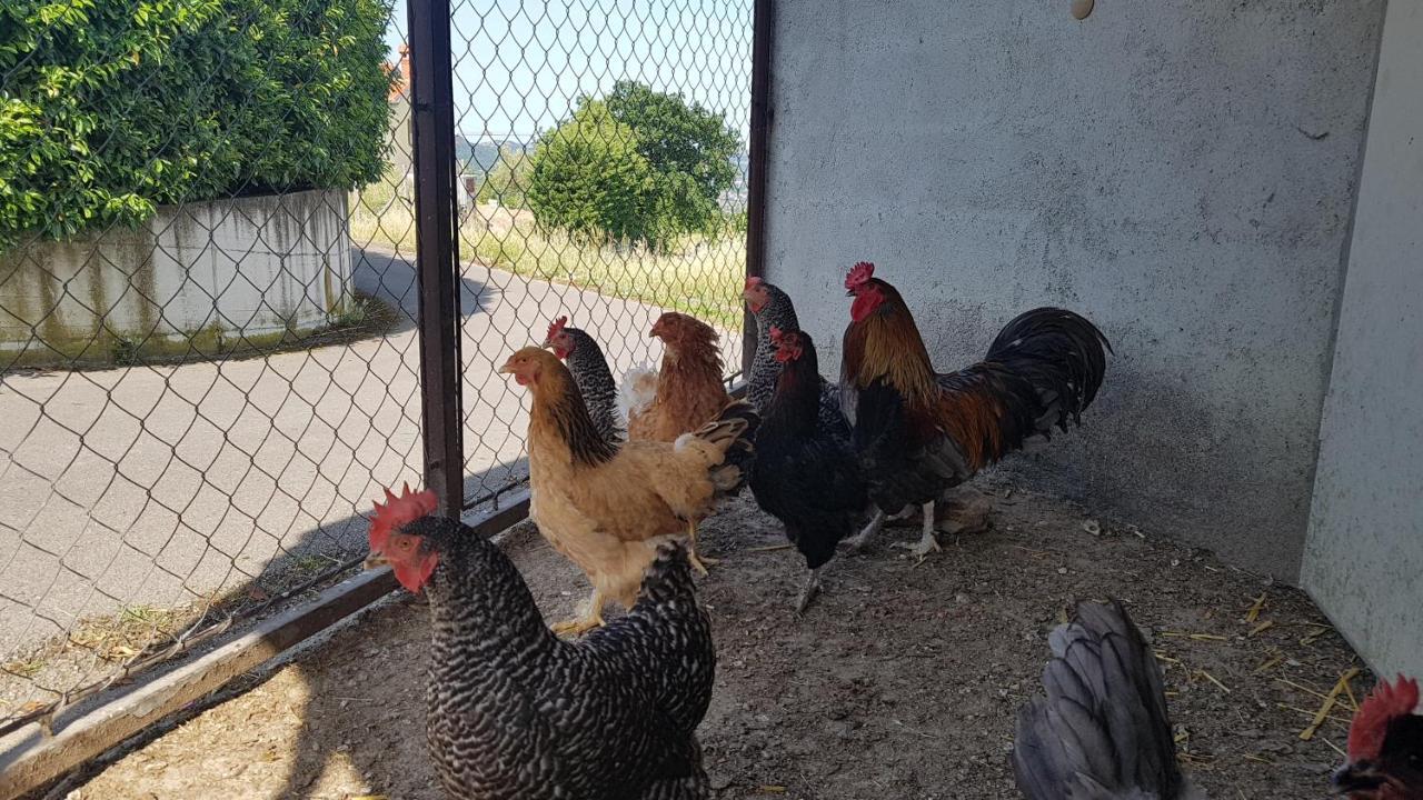Apartma Panorama Marezige Luaran gambar